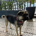 Photo of Penny