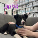 Photo of Jasper