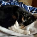 Photo of Peri Peri