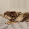 Photo of Cali 10 Month Old Koolie (Trial)
