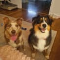Photo of Cali 10 Month Old Koolie (Trial)