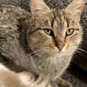 Photo of Tabitha   Located In Lower Templestowe