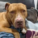 Photo of Rosie 