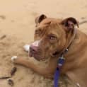 Photo of Rosie 