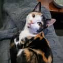 Photo of Blanche Fostered In Perth