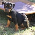 Photo of Athena