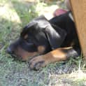 Photo of Athena