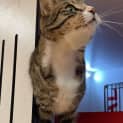 Photo of Bagel