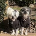 Photo of Tillie & Aisla Chinese Crested