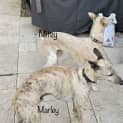 Photo of Marley & Mitsy 