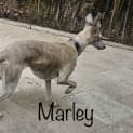Photo of Marley & Mitsy 