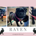 Photo of Raven The Pug 🖤