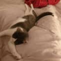 Photo of Clawdia