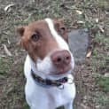 Photo of Pippa