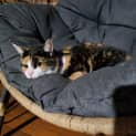 Photo of Luna