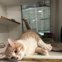 Photo of Kabu (Was Rover)