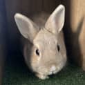 Photo of Boris