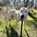 Photo of Odie