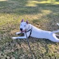 Photo of Odie