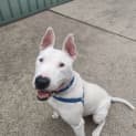 Photo of Odie