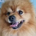 Photo of Albie 🏆 Pomeranian (On Trial 15/8/23)