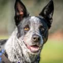 Photo of Scout