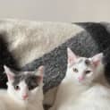 Photo of Peppa And Peanut