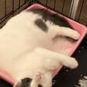 Photo of Peppa And Peanut