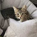 Photo of Tigger