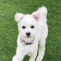 Photo of Lily