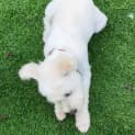 Photo of Lily