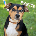 Photo of Roxette