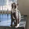 Photo of Skipper