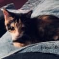 Photo of Freya