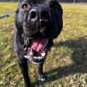 Photo of Bear