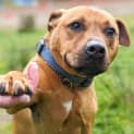 Photo of Red Dog