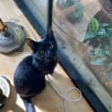 Photo of Midnight