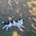 Photo of Tora   4 Month Old Border Collie (Trial)