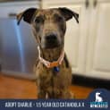 Photo of Charlie 1.5 Year Old Catahoula X (Trial)