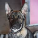Photo of Thurston