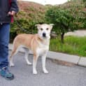 Photo of Indi