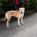 Photo of Indi