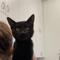 Photo of Tulip