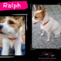 Photo of Ralph