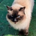 Photo of Bella