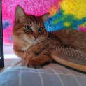 Photo of Rocco