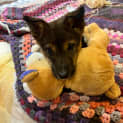 Photo of Tyson