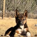 Photo of Tyson