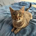 Photo of Dot (Bonded To Kimmy)
