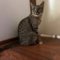Photo of Dot (Bonded To Kimmy)